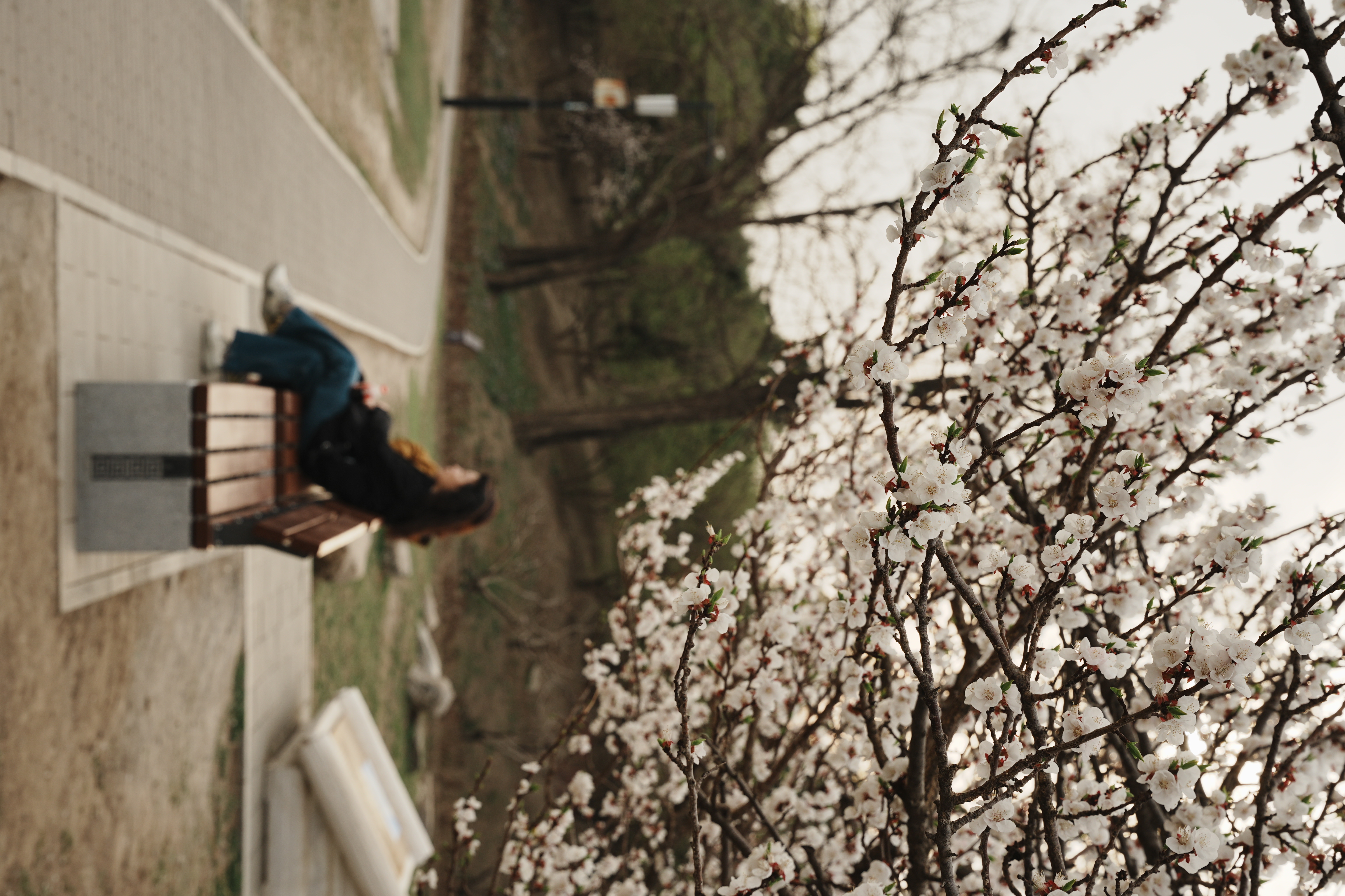 blossoming flowers with out of focus woman sitting on bench in background