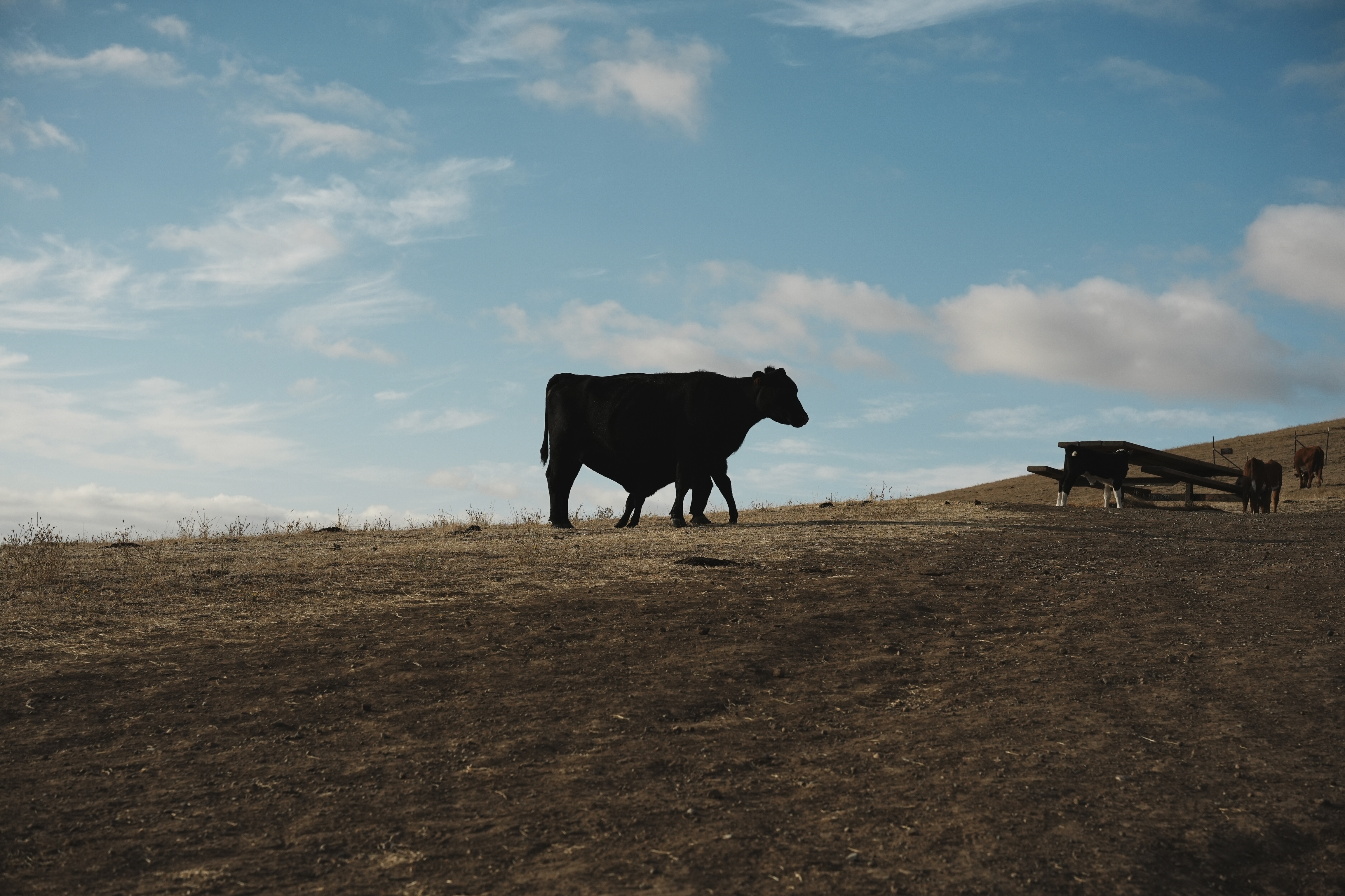 cow standing on a mountainside against the sky