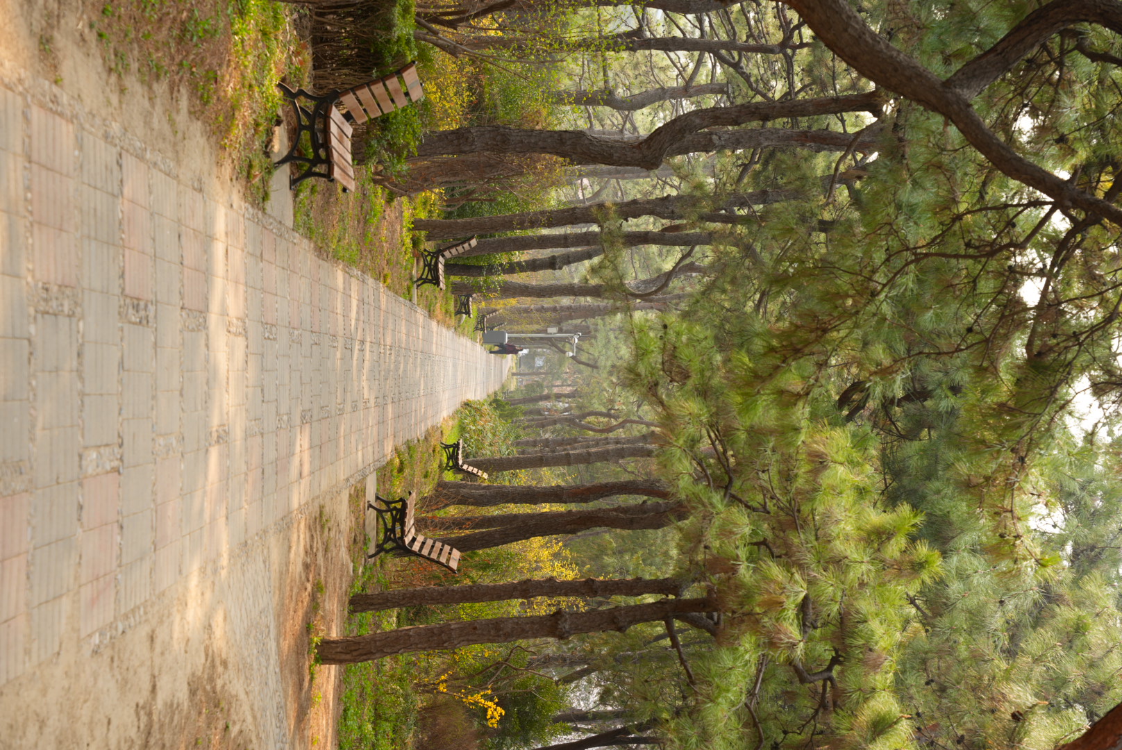 straight path through verdant trees