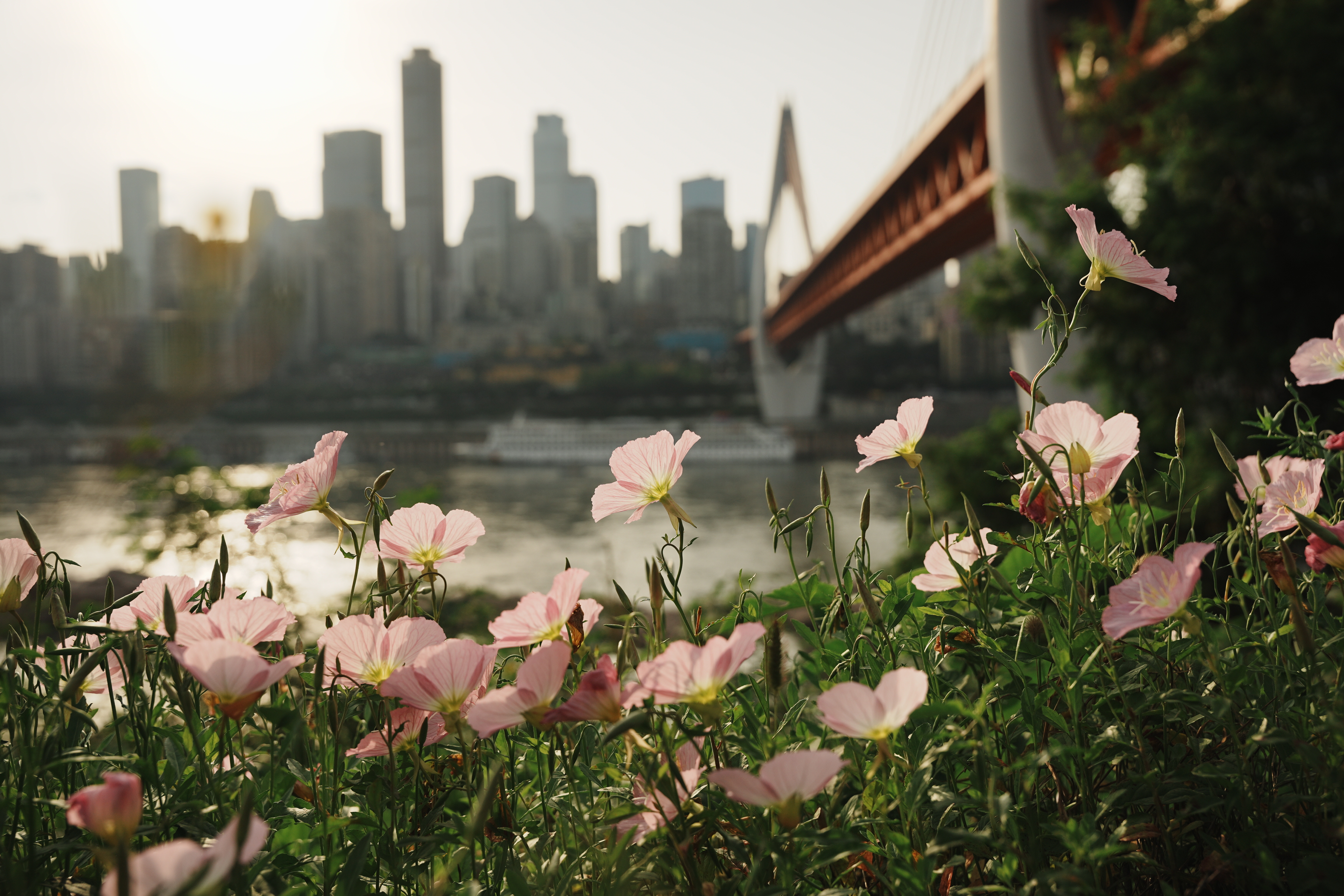 flowers blooming with the chongqing cityscape as backdrop