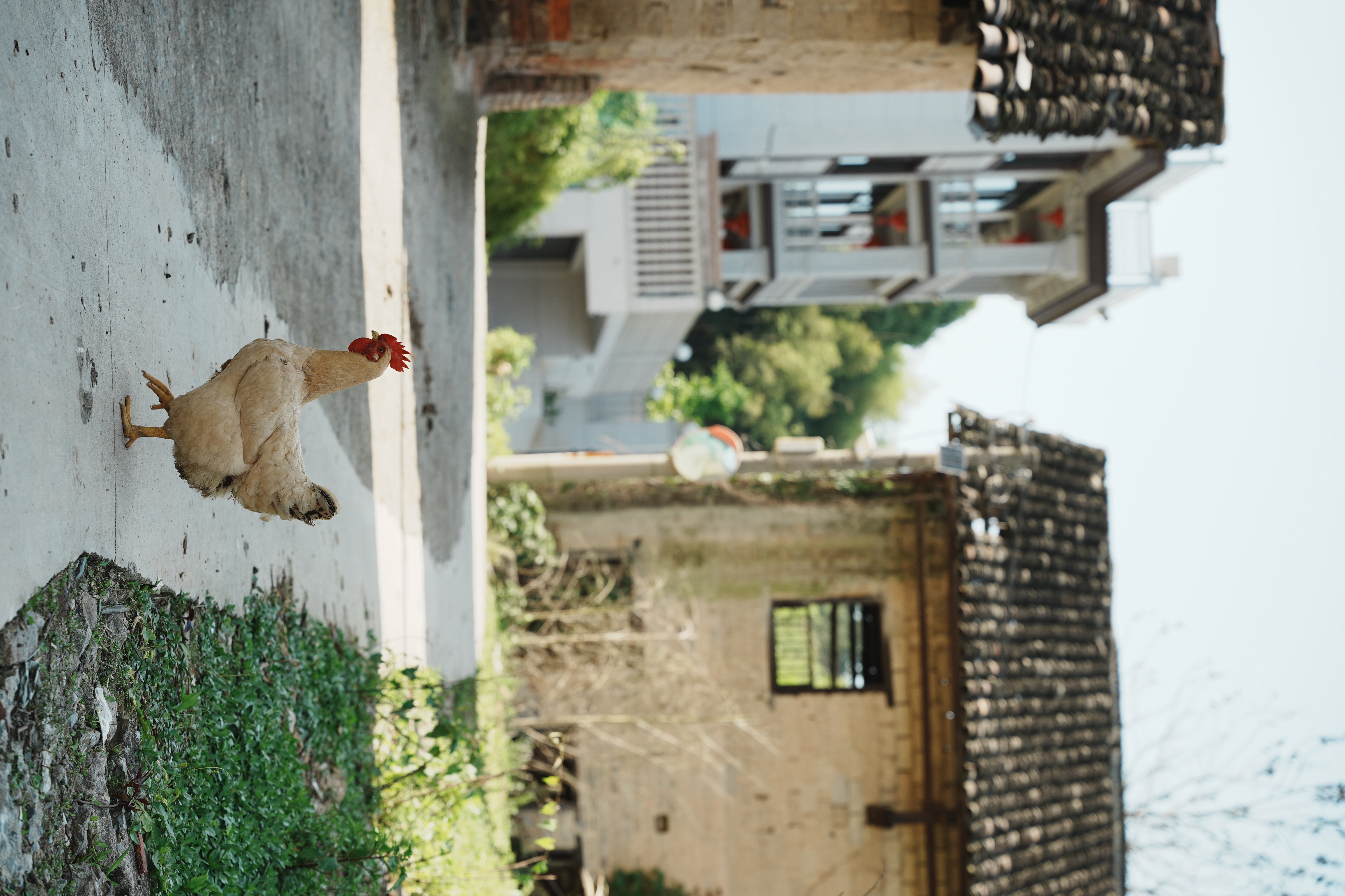 a chicken crossing the road