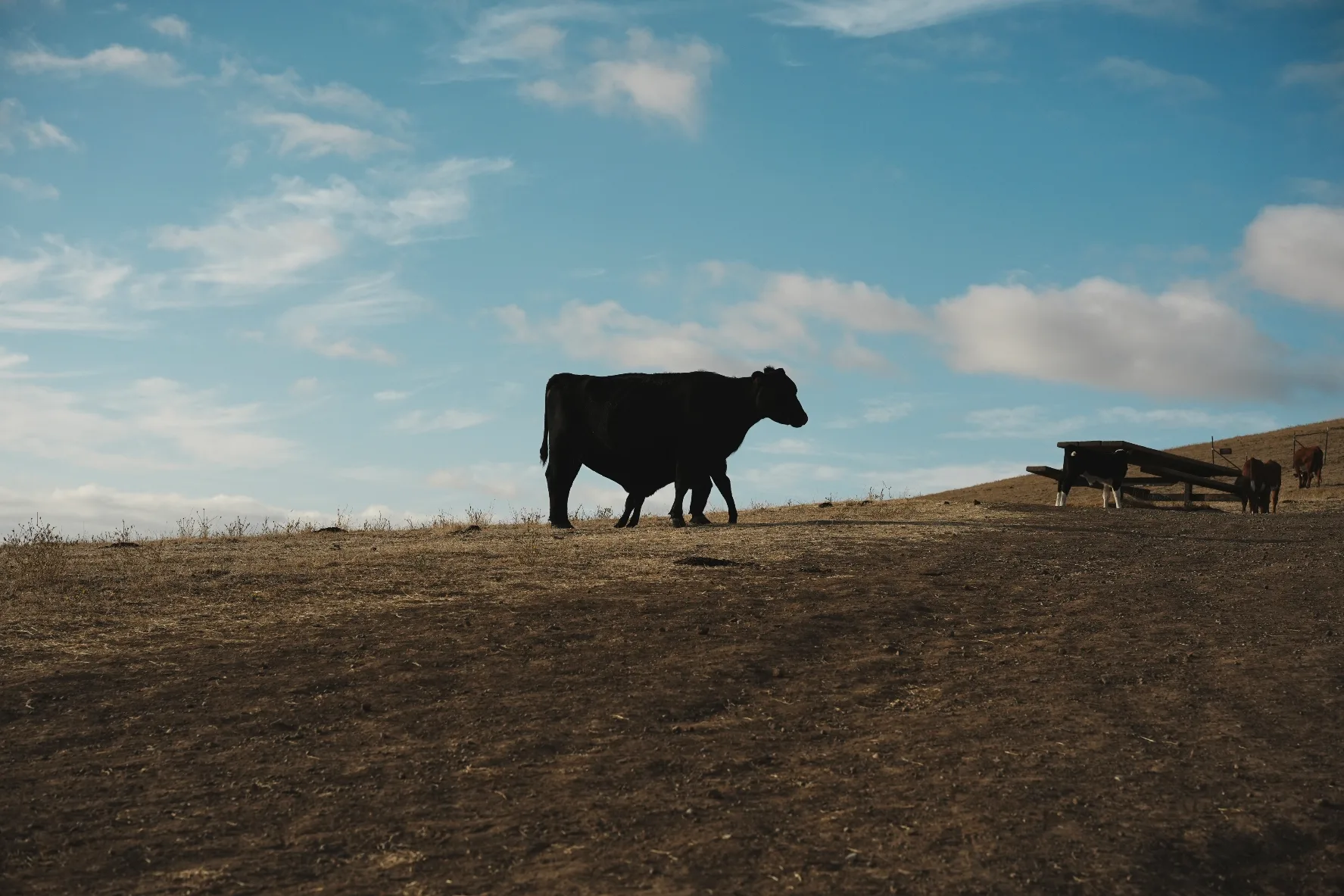 cow standing on a mountainside against the sky