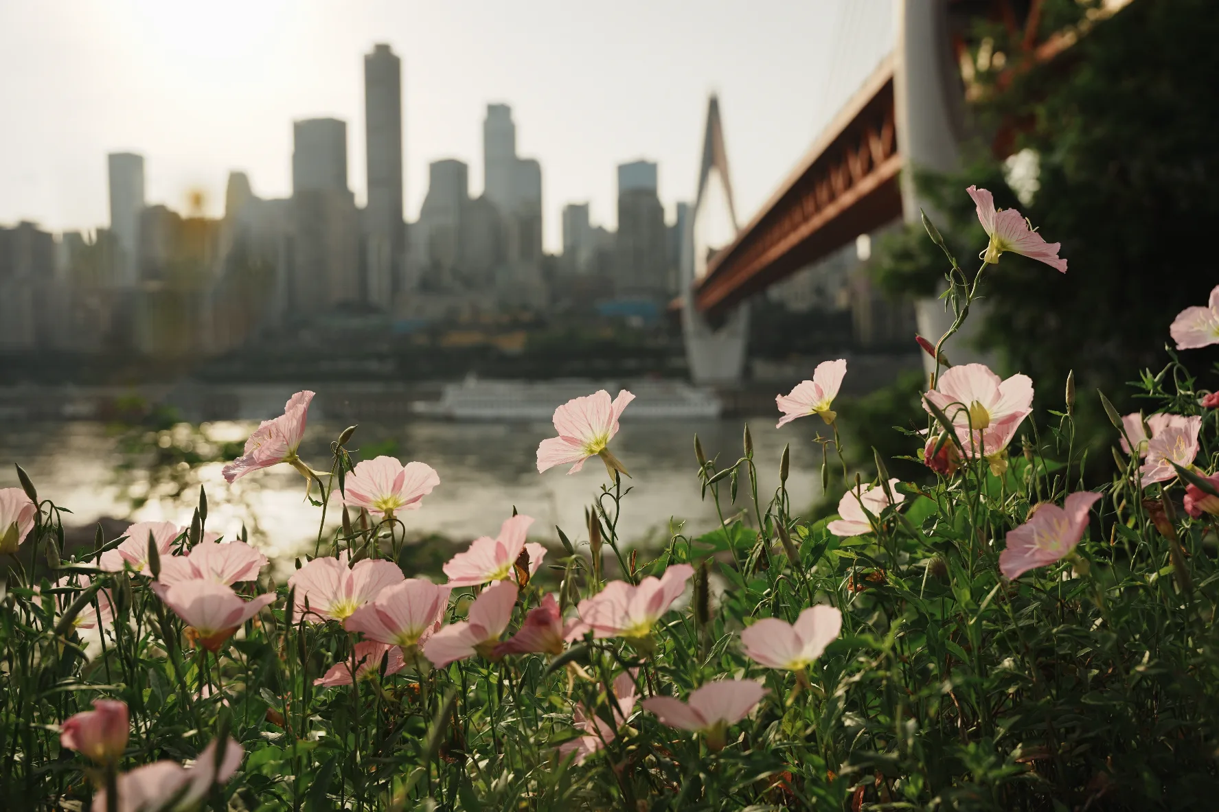 flowers blooming with the chongqing cityscape as backdrop