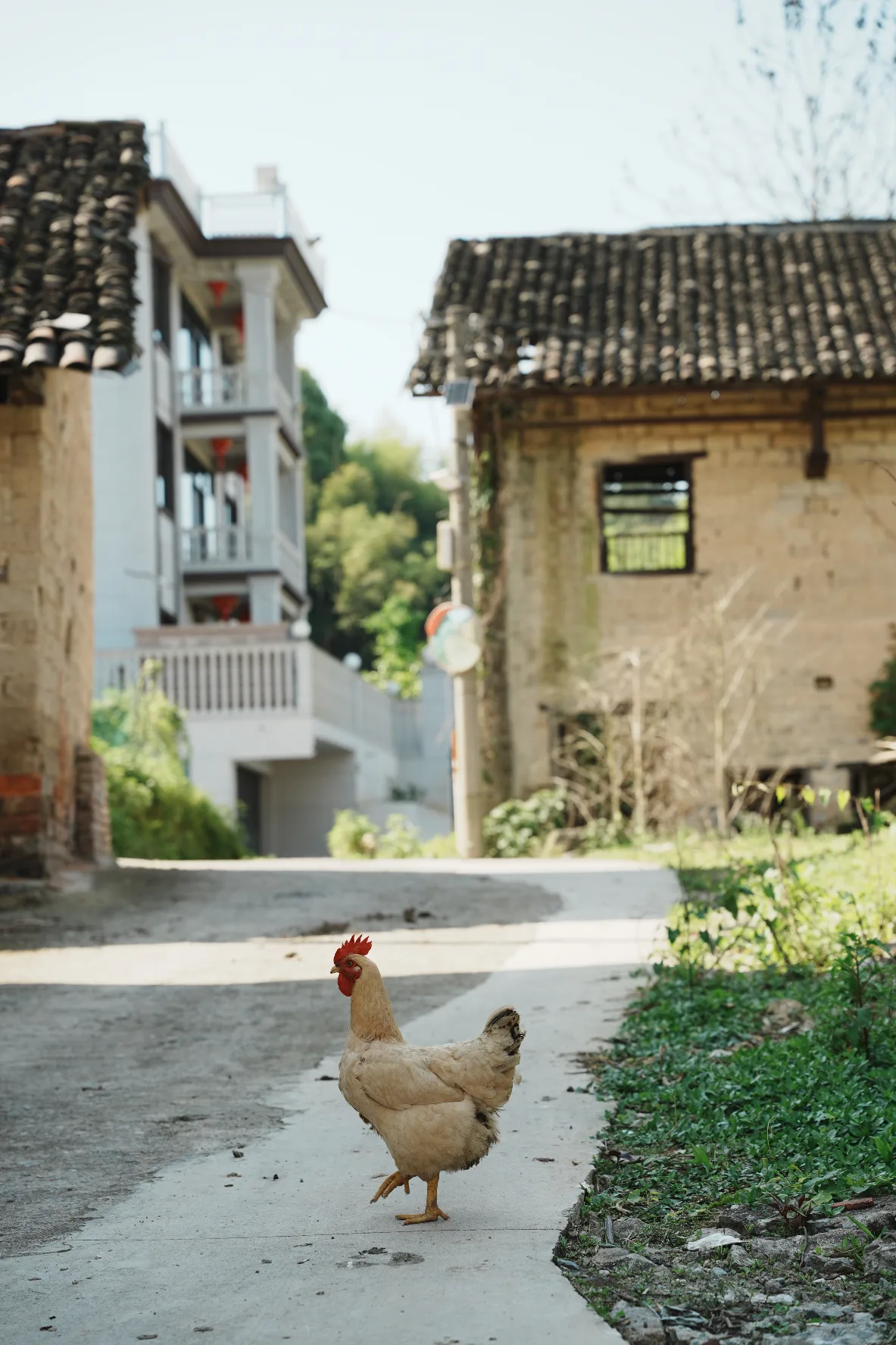 a chicken crossing the road