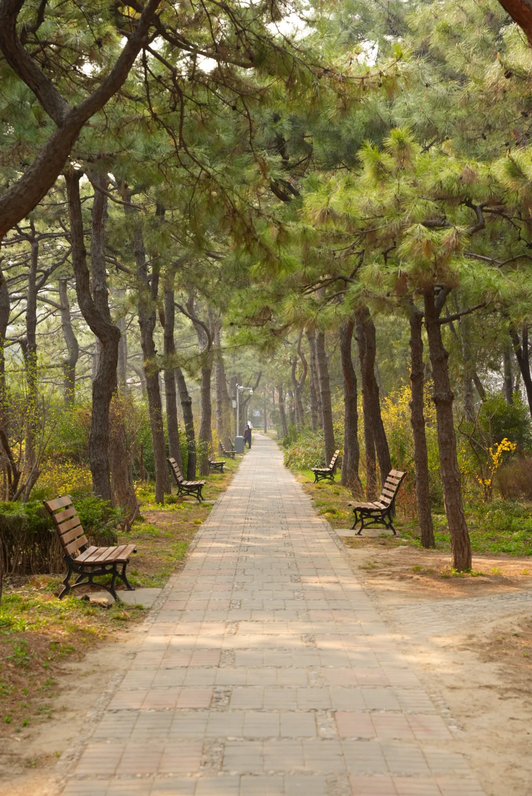 straight path through verdant forest